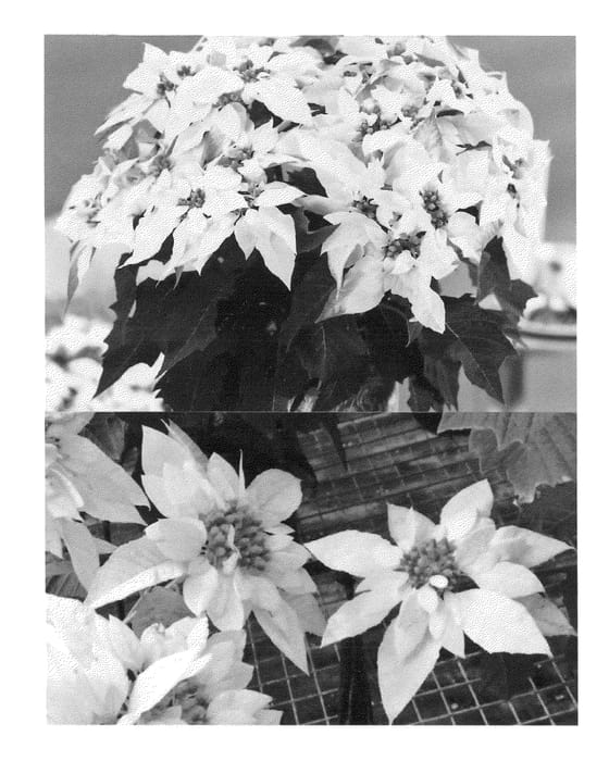 Figure 1 of US plant patent PP23296, the photograph of Bonpriho printed in the patent.