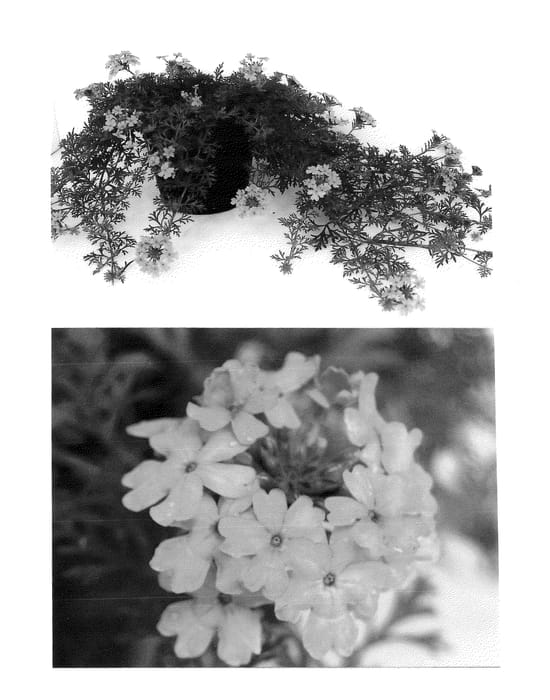 Figure 1 of US plant patent PP23297, the photograph of Suntapiripi printed in the patent.