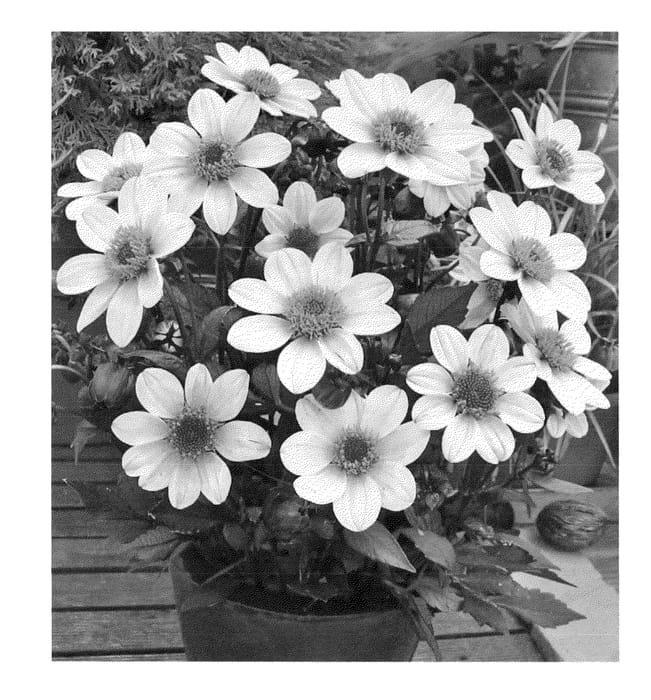 Figure 1 of US plant patent PP23298, the photograph of HDW79 printed in the patent.