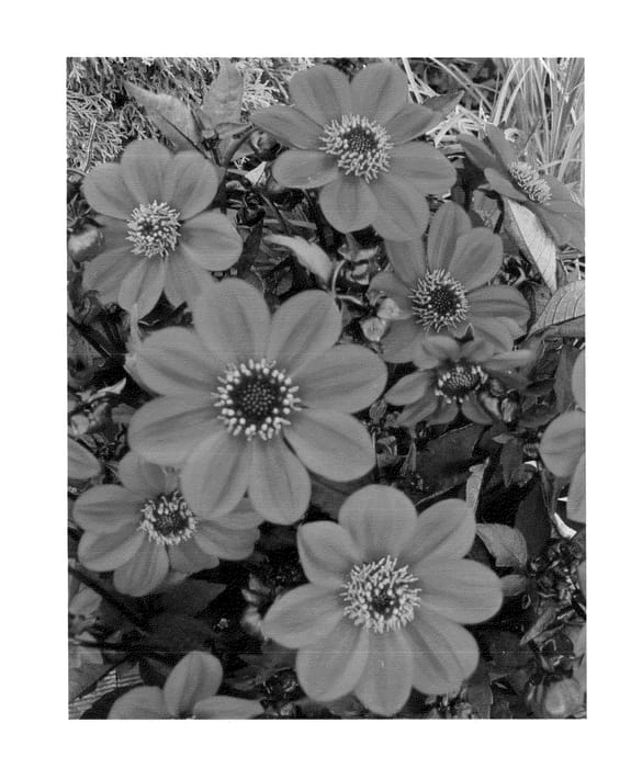 Figure 1 of US plant patent PP23299, the photograph of HDPU165 printed in the patent.