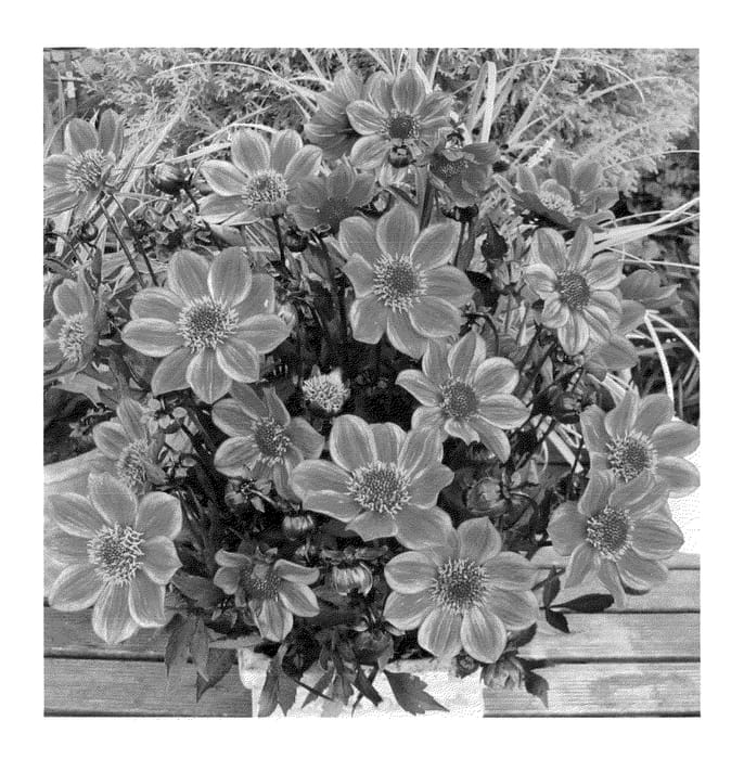 Figure 1 of US plant patent PP23300, the photograph of HDRF155 printed in the patent.