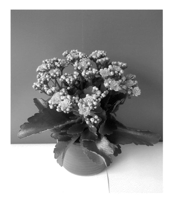 Figure 1 of US plant patent PP23301, the photograph of Don Nando printed in the patent.