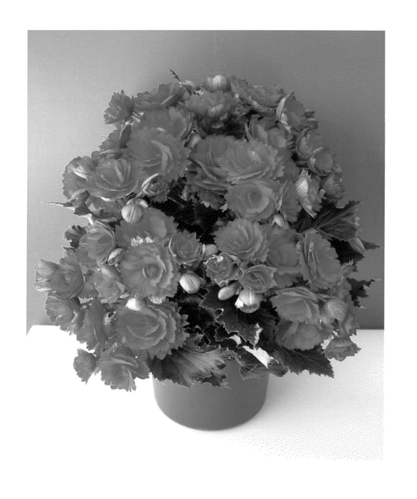 Figure 1 of US plant patent PP23302, the photograph of Grace printed in the patent.