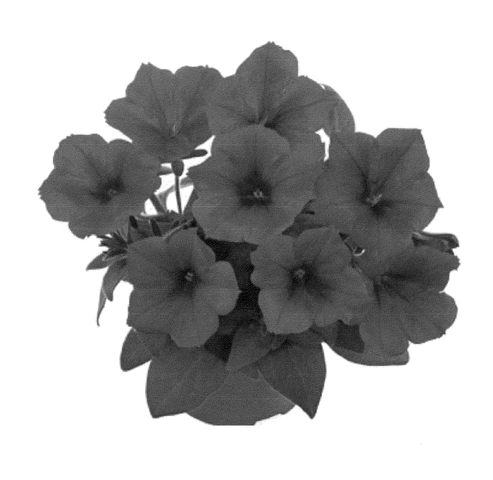 Figure 1 of US plant patent PP23303, the photograph of Fipetred printed in the patent.