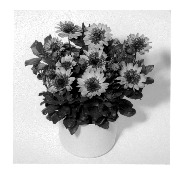 Figure 1 of US plant patent PP23304, the photograph of KLEOE10180 printed in the patent.