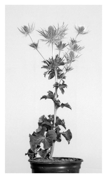 Figure 1 of US plant patent PP23305, the photograph of White Star printed in the patent.