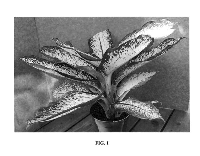 Figure 1 of US plant patent PP23306, the photograph of Delilah printed in the patent.