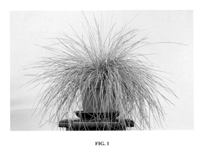 Figure 1 of US plant patent PP23307, the photograph of Casca11 printed in the patent.