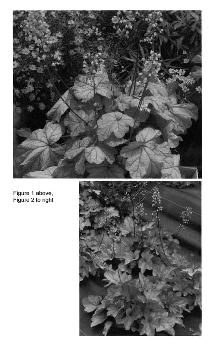 Figure 1 of US plant patent PP23308, the photograph of Vienna printed in the patent.