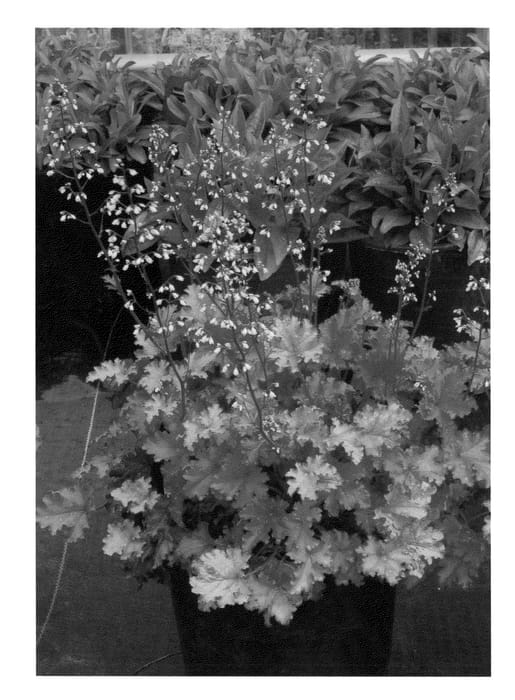 Figure 1 of US plant patent PP23309, the photograph of Peach Crisp printed in the patent.