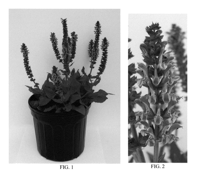 Figure 1 of US plant patent PP23310, the photograph of Balyricsil printed in the patent.