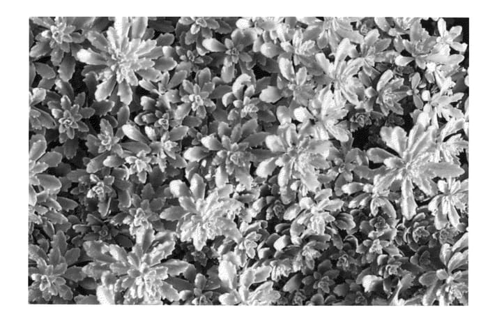 Figure 1 of US plant patent PP23311, the photograph of Nonel printed in the patent.