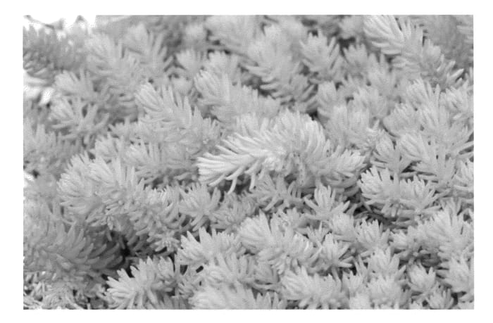 Figure 1 of US plant patent PP23312, the photograph of Nonot printed in the patent.