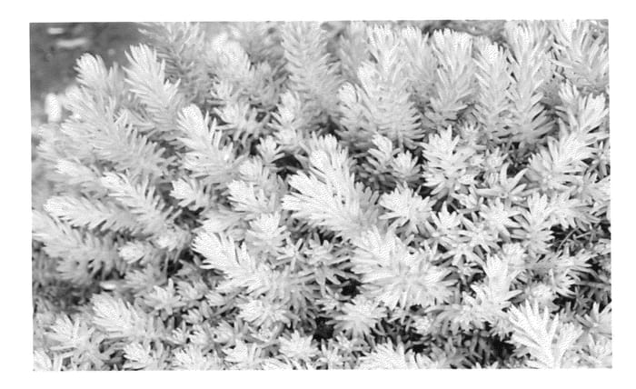Figure 1 of US plant patent PP23313, the photograph of Nonof printed in the patent.