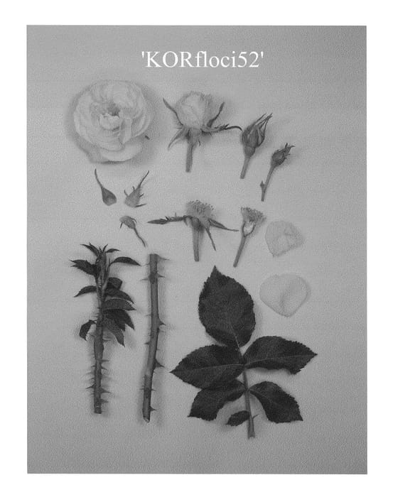 Figure 1 of US plant patent PP23314, the photograph of KORfloci52 printed in the patent.