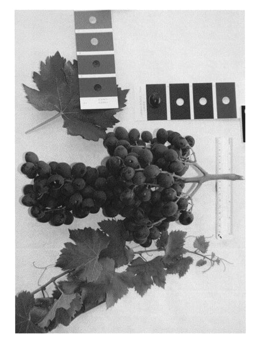 Figure 1 of US plant patent PP23315, the photograph of IFG Eight printed in the patent.