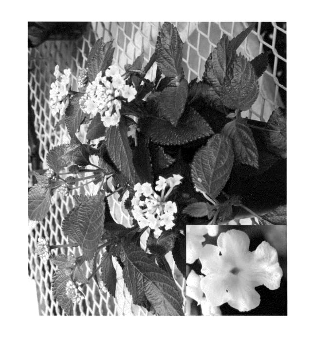 Figure 1 of US plant patent PP23316, the photograph of LANZ0003 printed in the patent.