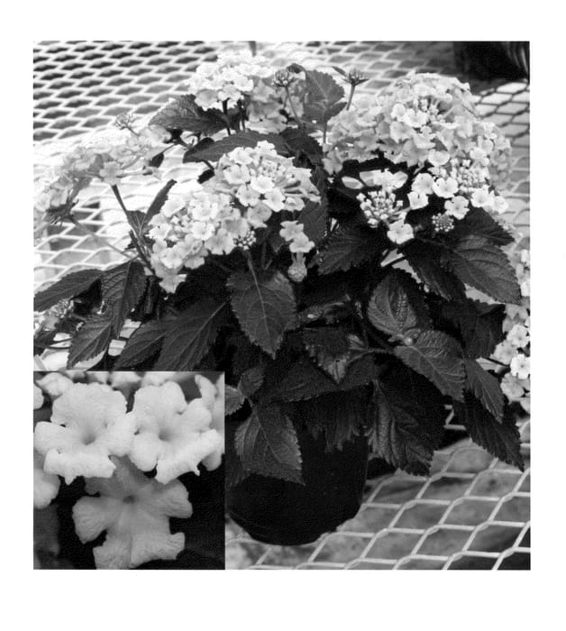 Figure 1 of US plant patent PP23317, the photograph of LANZ0002 printed in the patent.