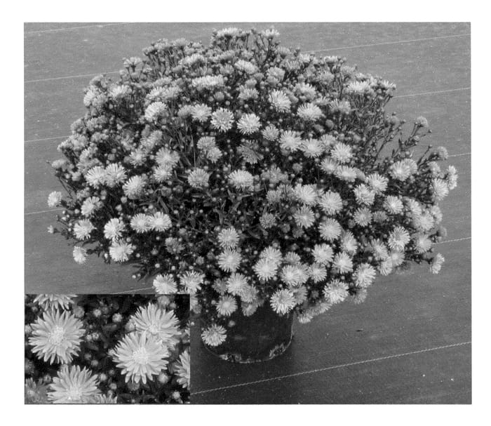 Figure 1 of US plant patent PP23320, the photograph of Syast Draip printed in the patent.