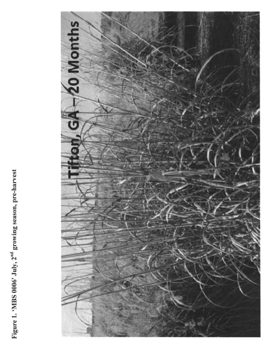 Figure 1 of US plant patent PP23321, the photograph of MBS 0006 printed in the patent.