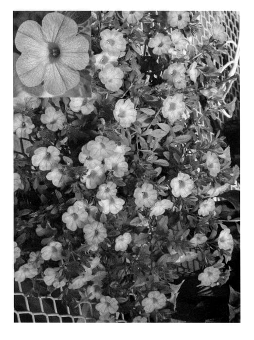 Figure 1 of US plant patent PP23322, the photograph of CBRZ0003 printed in the patent.