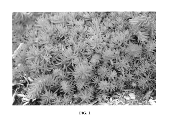 Figure 1 of US plant patent PP23323, the photograph of Nonow printed in the patent.