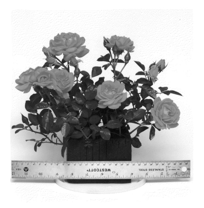 Figure 1 of US plant patent PP23324, the photograph of WEKcofbunk printed in the patent.