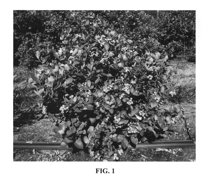 Figure 1 of US plant patent PP23325, the photograph of ZF06-043 printed in the patent.