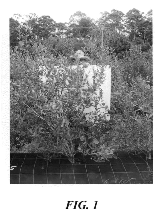Figure 1 of US plant patent PP23326, the photograph of Ridley 1104 printed in the patent.