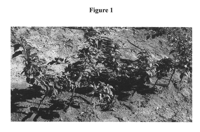 Figure 1 of US plant patent PP23327, the photograph of G.890 printed in the patent.
