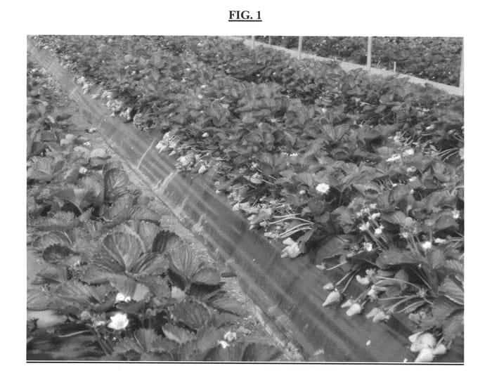 Figure 1 of US plant patent PP23328, the photograph of RANIA printed in the patent.