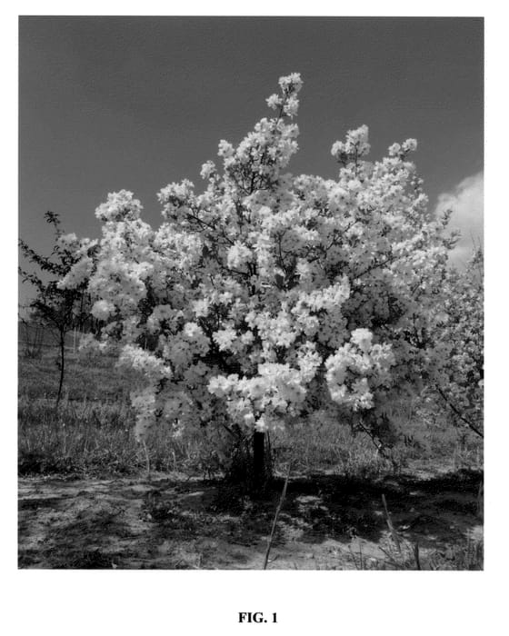 Figure 1 of US plant patent PP23329, the photograph of Blizzard printed in the patent.