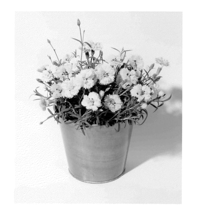 Figure 1 of US plant patent PP23330, the photograph of KLEDG10117 printed in the patent.