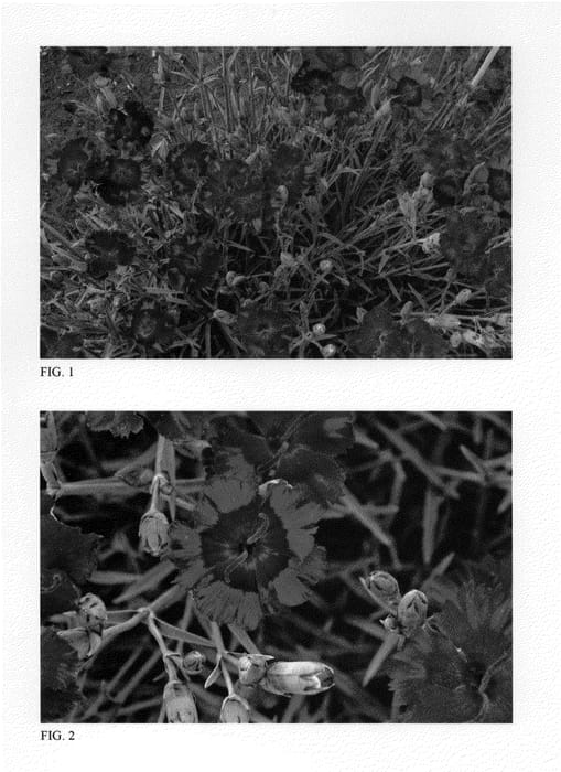 Figure 1 of US plant patent PP23331, the photograph of Very Cherry printed in the patent.