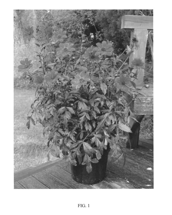 Figure 1 of US plant patent PP23332, the photograph of MYSTIC ENCHANTMENT printed in the patent.