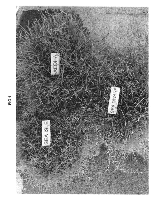 Figure 1 of US plant patent PP23333, the photograph of Aloha printed in the patent.