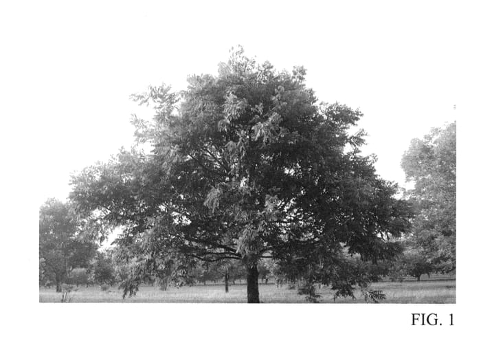 Figure 1 of US plant patent PP23335, the photograph of Morrill printed in the patent.
