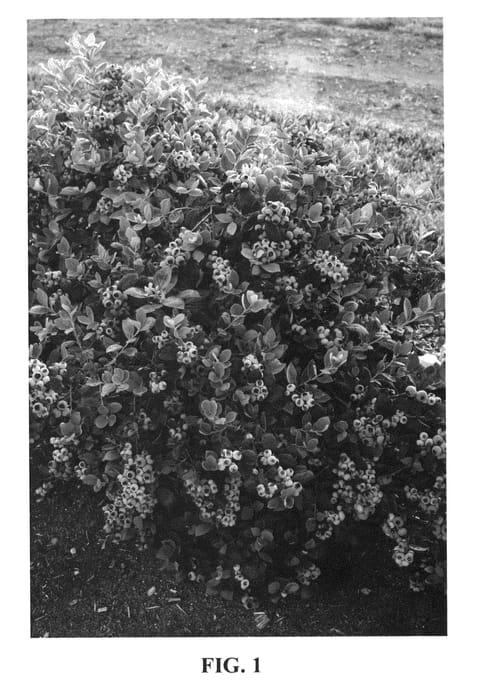 Figure 1 of US plant patent PP23336, the photograph of ZF06-079 printed in the patent.
