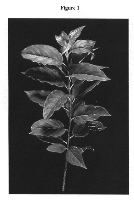 Figure 1 of US plant patent PP23337, the photograph of G.210 printed in the patent.
