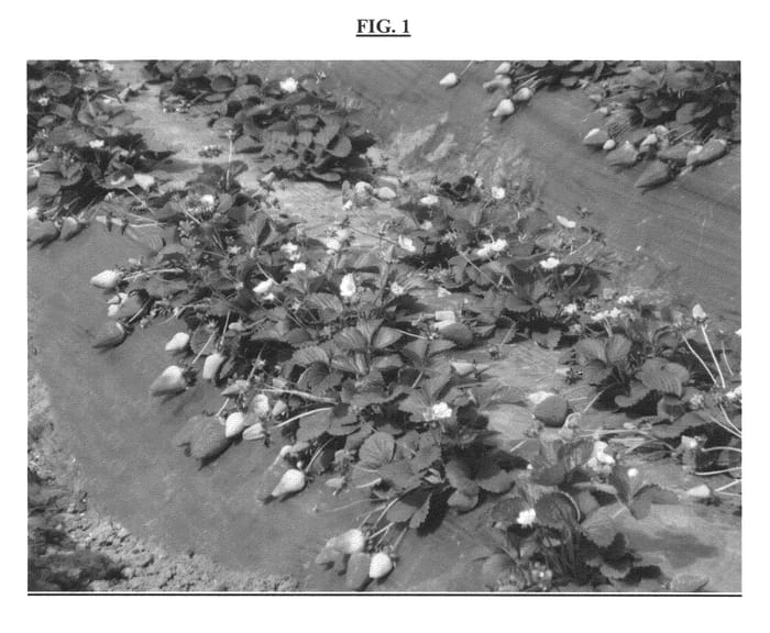 Figure 1 of US plant patent PP23338, the photograph of NABILA printed in the patent.