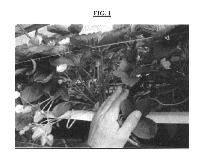 Figure 1 of US plant patent PP23339, the photograph of CAPRI printed in the patent.
