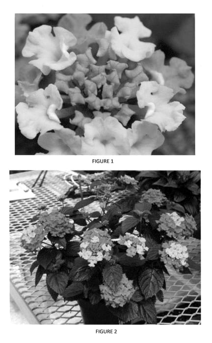 Figure 1 of US plant patent PP23340, the photograph of LANZ0001 printed in the patent.