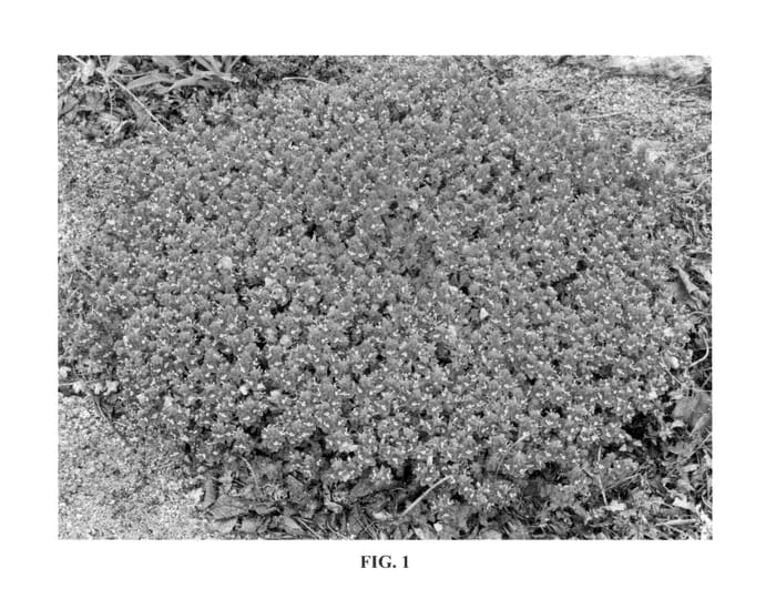 Figure 1 of US plant patent PP23341, the photograph of Tidal Pool printed in the patent.