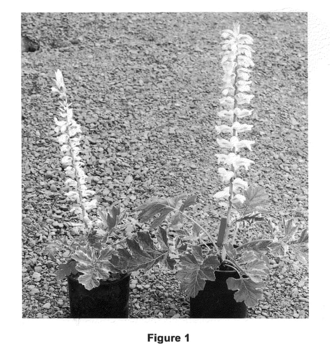 Figure 1 of US plant patent PP23342, the photograph of Whitewater printed in the patent.