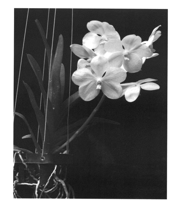 Figure 1 of US plant patent PP23343, the photograph of SPCDW0902 printed in the patent.