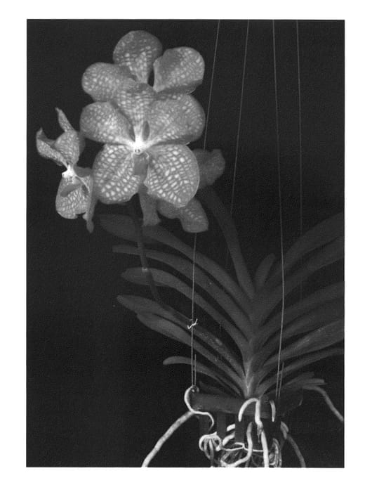 Figure 1 of US plant patent PP23344, the photograph of SPCDW0901 printed in the patent.