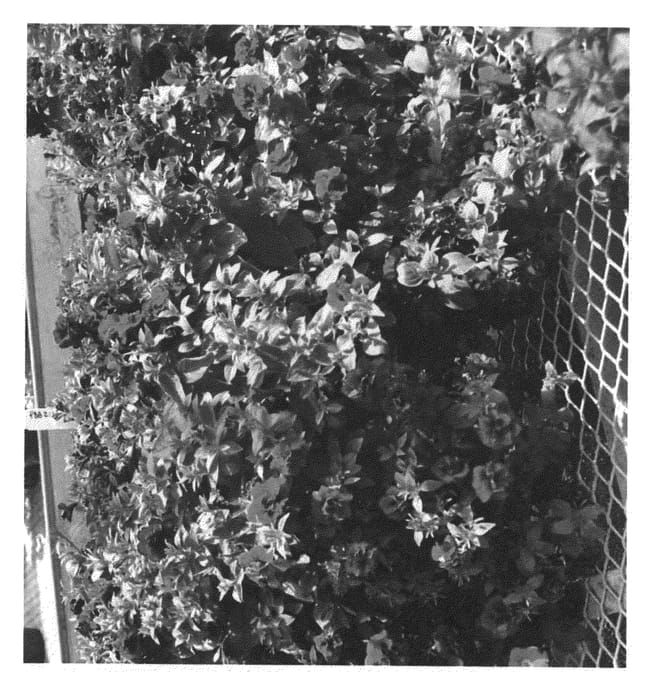 Figure 1 of US plant patent PP23345, the photograph of PDBZI934-0 printed in the patent.