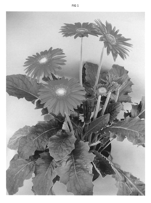 Figure 1 of US plant patent PP23346, the photograph of UFGE 4141 printed in the patent.