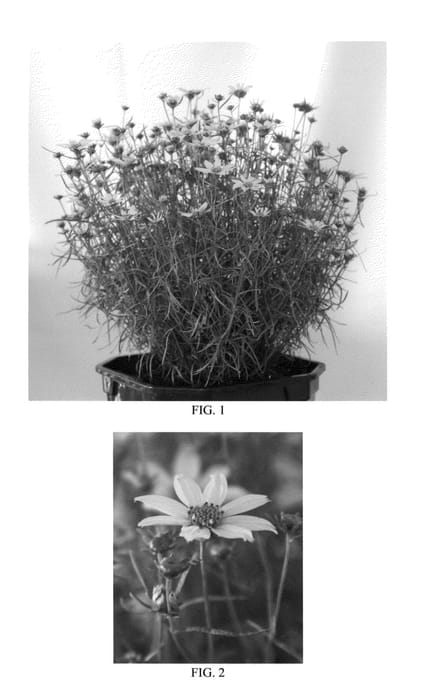 Figure 1 of US plant patent PP23347, the photograph of Tweety printed in the patent.