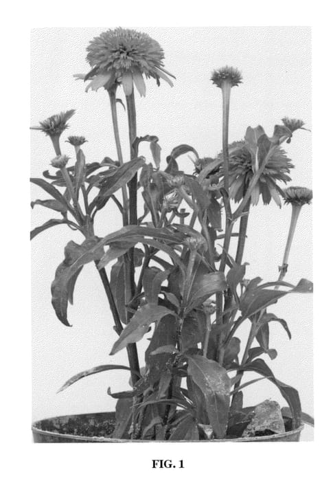 Figure 1 of US plant patent PP23348, the photograph of Piccolino printed in the patent.